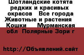 Шотландские котята редких и красивых  окрасов - Все города Животные и растения » Кошки   . Мурманская обл.,Полярные Зори г.
